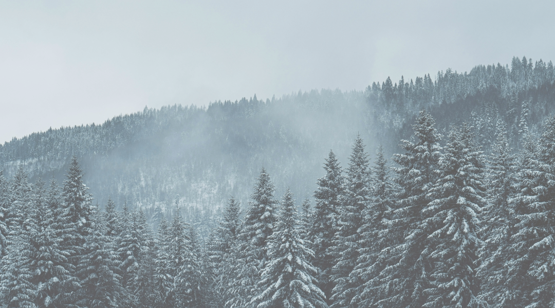 winter scene with snow covered trees 