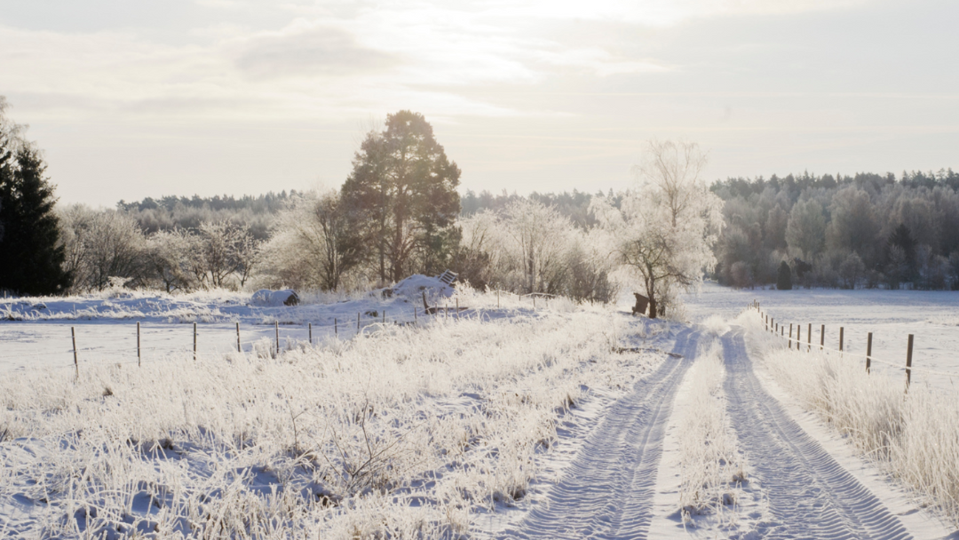 Scenic Photo of Snow in Field
