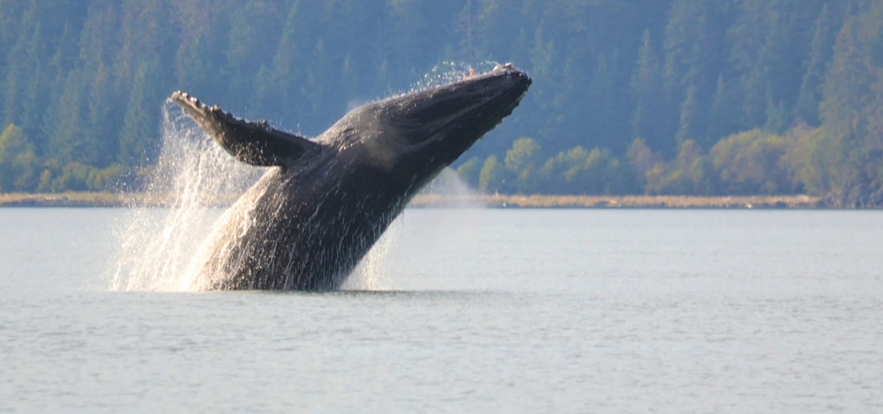 Whale breaching