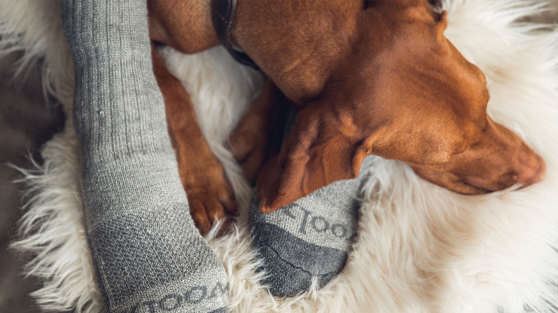 A brown dog sleeps on a fluffy white surface, resting its head near a person's feet wearing gray wool socks.